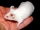 Weiße Maus.jpg