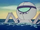Sea Spider