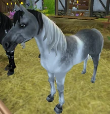 Dapple Grey Tobiano