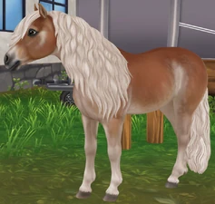 Flaxen Chestnut Pangaré