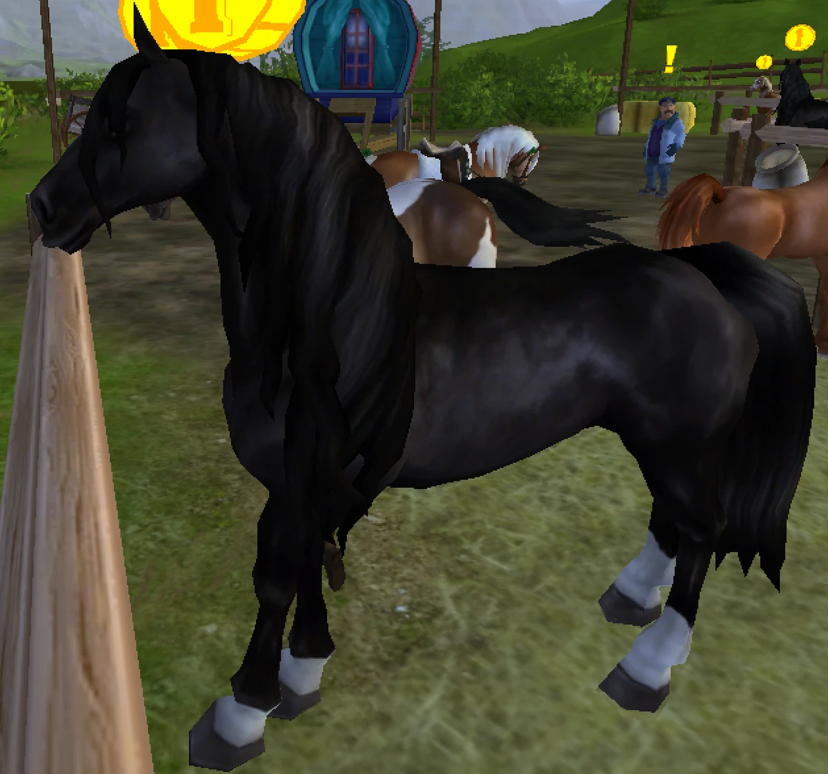 Friesian Sport Horse/Gallery Jorvikipedia Fandom