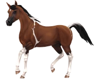 Pintabian gen 3 gniady.png (250 KB) Gniada tobiano (generacja 3)