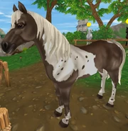 Kara srebrna tobiano (generacja 2) (niedostępna)