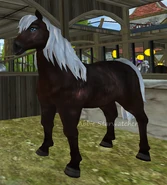 Brudnokasztanowata (2 generacja)