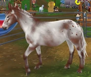 Kasztanowata werniksowa dereszowata