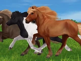 Icelandic Horse