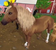 Kasztanowata z konopiatą grzywą i ogonem