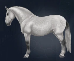 Lipizzaner | Jorvikipedia | Fandom