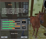 Morab w Letnich Zawodach