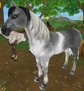 Siwa jabłkowita tobiano (generacja 2) (niedostępna)