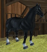 Kara (generacja 2) (niedostępna)