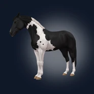 G3 Black pinto Selle Français