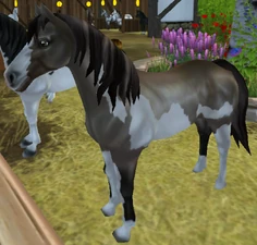 Sable Champagne Overo