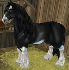 Black Draft-type sabino