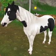 Kara tobiano (generacja 3)