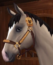 Western Show Stock Halter