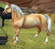 Izabelowata (generacja 2)