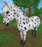 Kara leopard (generacja 3)