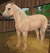 The Palomino Coat (G3)