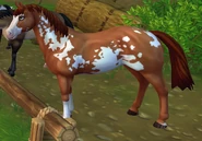 Jorvik Gorącokrwisty - Kasztanowata Overo.png (362 KB) Kasztanowata overo