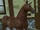 Tennessee Walking Horse/Other Appearances