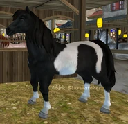 Kara tobiano (2 generacja)