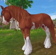 Kasztanowata sabino (generacja 3)