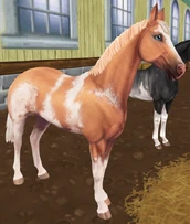 Palomino Sabino