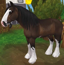 Dark Bay Draft-Type Sabino