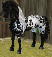 The Black extended spotted blanket (New Model) Coat