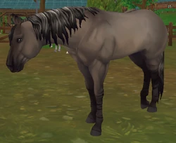 American Quarter Horse Jorvikipedia Fandom