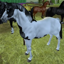 Black Tobiano
