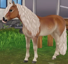 Dapple Flaxen Chestnut Pangaré