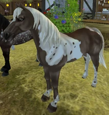 Silver Dapple Tobiano