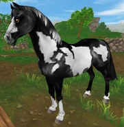 Kara overo (generacja 1.5) (niedostępna)