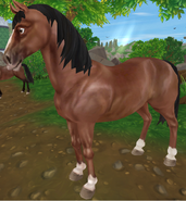 Gniada (generacja 1.5) (niedostępna)