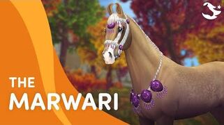 Meet The Marwari! 😍🐎