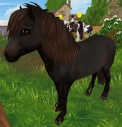 Kara przydymiona (3 generacja)