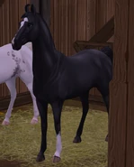 Marwarikara.png (994 KB) Kara