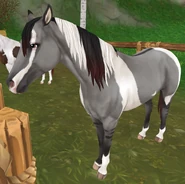 Myszata tobiano (generacja 3)