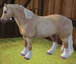 Palomino