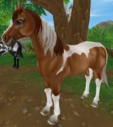 Kasztanowata tobiano (generacja 2) (niedostępna)