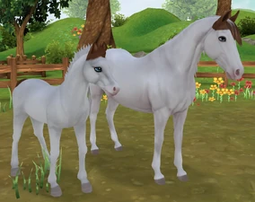 Chestnut Medicine Hat