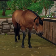 Gniada (3 generacja)