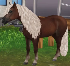 Liver Flaxen Chestnut