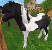 Kara tobiano (3 generacja)