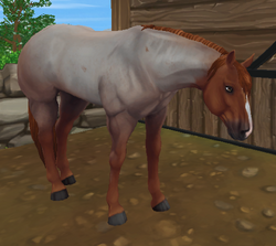 red roan quarter horse