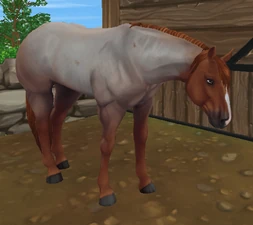 Chestnut Roan