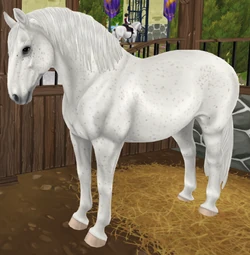 Lipizzaner | Jorvikipedia | Fandom