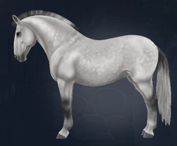 Lipizzaner | Jorvikipedia | Fandom